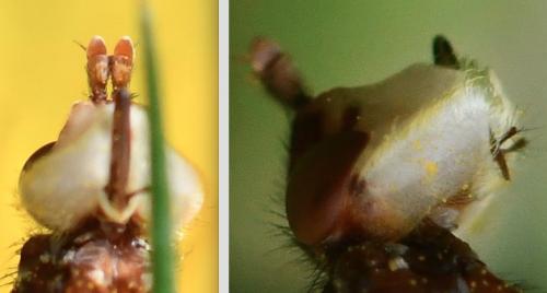 Myopa vicaria